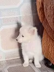 1-3 Month Male Purebred American Eskimo Puppy - 2