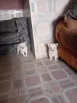 1-3 Month Male Purebred American Eskimo Puppy - 3