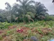 2 Plots of Land with Two Rooms for Sale in Ikorodu - 3