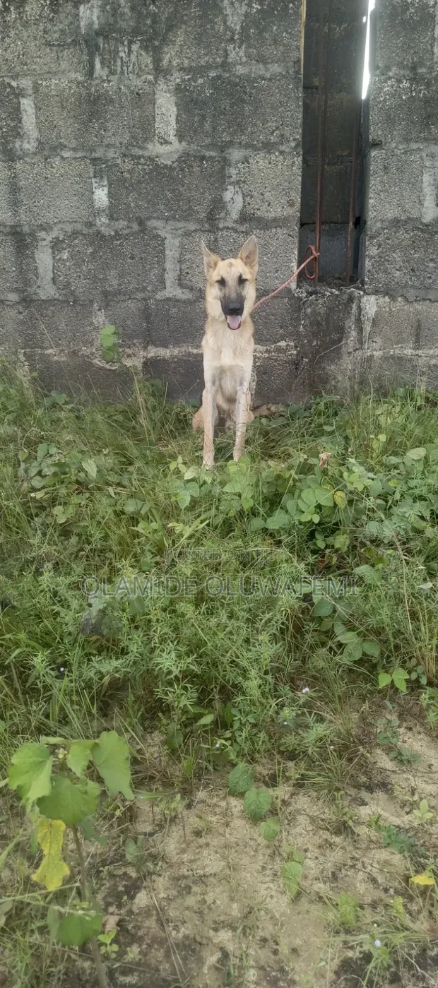 Purebred German Shepherd - 1+ Year Old Male - 1