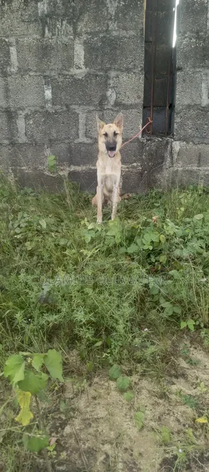 Purebred German Shepherd - 1+ Year Old Male