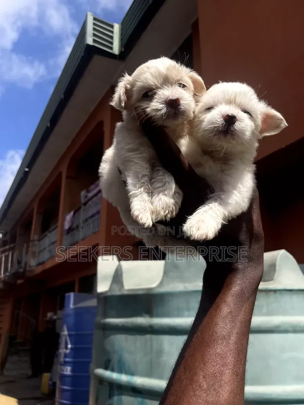 Purebred Lhasa Apso Female Puppy (1-3 Months) - 1