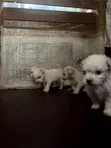 Purebred Lhasa Apso Female Puppy (1-3 Months) - 2