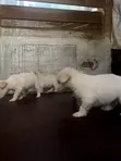 Purebred Lhasa Apso Female Puppy (1-3 Months) - 3