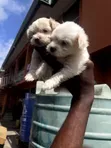 Purebred Lhasa Apso Female Puppy (1-3 Months) - 4