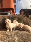 Purebred Lhasa Apso Female Puppy (1-3 Months) - 5