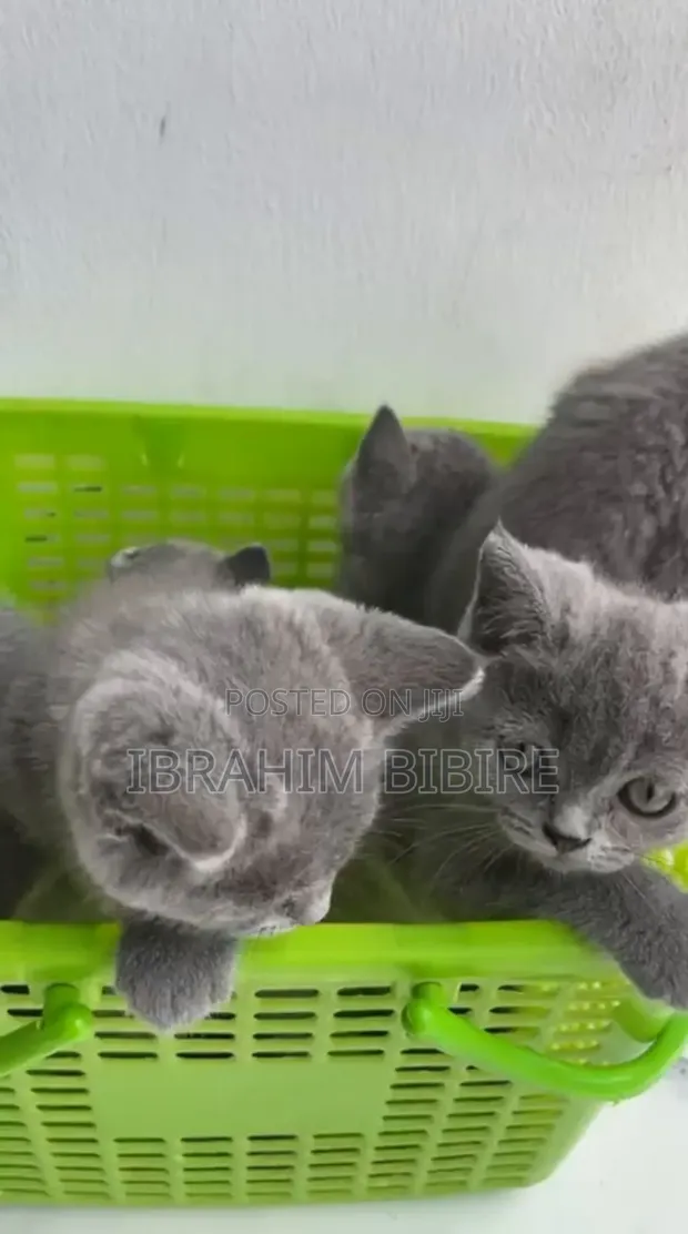 British Shorthair Kitten - 1-3 Months Male - 1