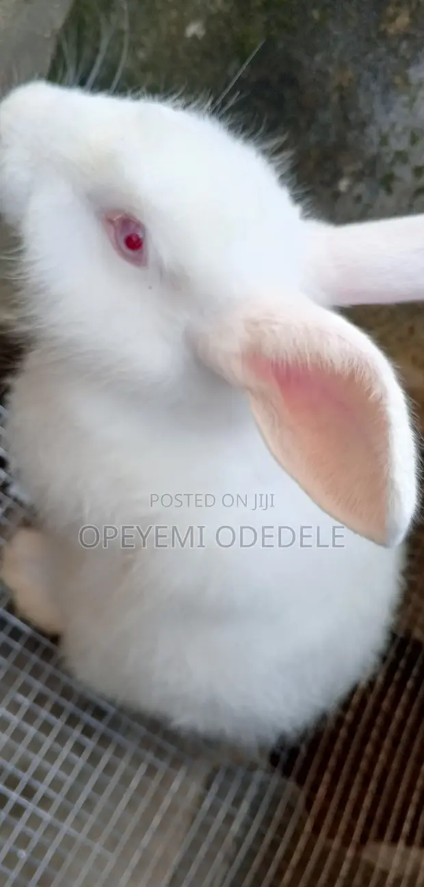 Giant Rabbit Bunnies Available - 1