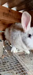 Giant Rabbit Bunnies Available - 2