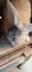 Giant Rabbit Bunnies Available - 3
