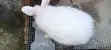 Giant Rabbit Bunnies Available - 4