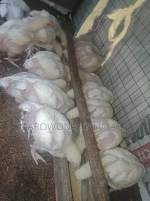6 Weeks Broiler Chicken