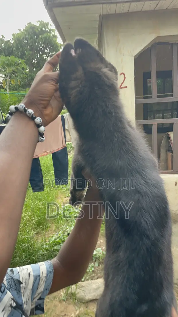 German Shepherd Mace Mai Girman Wata 1-3 - 1