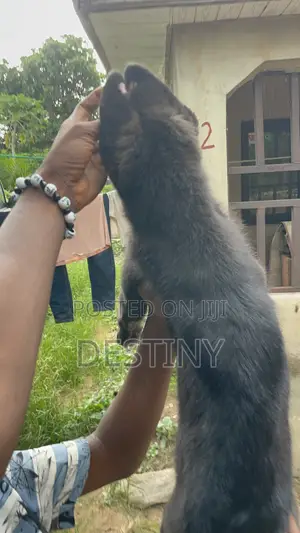 German Shepherd Mace Mai Girman Wata 1-3
