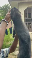 German Shepherd Mace Mai Girman Wata 1-3 - 1