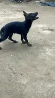German Shepherd Mace Mai Girman Wata 1-3 - 2