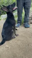 German Shepherd Mace Mai Girman Wata 1-3 - 3