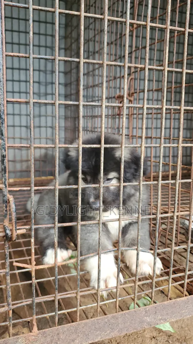 Purebred Caucasian Shepherd Puppy, 1-3 Months Old - 1