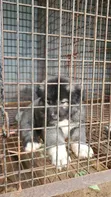 Purebred Caucasian Shepherd Puppy, 1-3 Months Old - 1