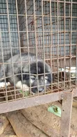 Purebred Caucasian Shepherd Puppy, 1-3 Months Old - 2