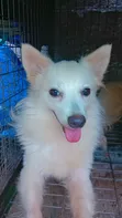 1+ Year Old Female Purebred American Eskimo - 1