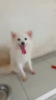 1+ Year Old Female Purebred American Eskimo - 2