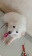 1+ Year Old Female Purebred American Eskimo - 3