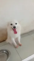 1+ Year Old Female Purebred American Eskimo - 4