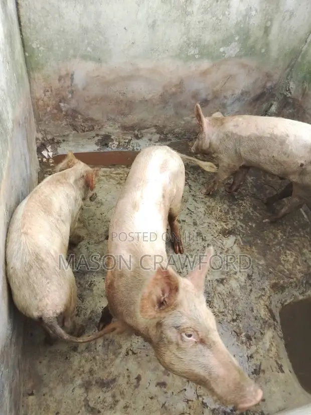 Mini Pig Farm for Sale - 1