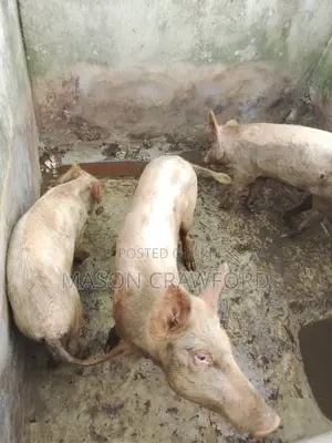 Mini Pig Farm for Sale