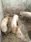 Mini Pig Farm for Sale - 1