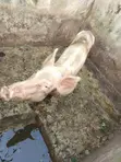 Mini Pig Farm for Sale - 2