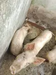 Mini Pig Farm for Sale - 3