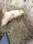 Mini Pig Farm for Sale - 4