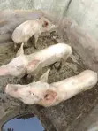 Mini Pig Farm for Sale - 5