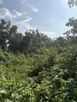 800 Acres Farmland for Sale, Apomu Area, Osun State - 1