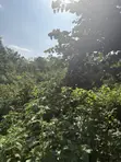 800 Acres Farmland for Sale, Apomu Area, Osun State - 2
