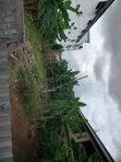 50x100 Land with Uncompleted Bungalow, Off Nnebisi Road - 4