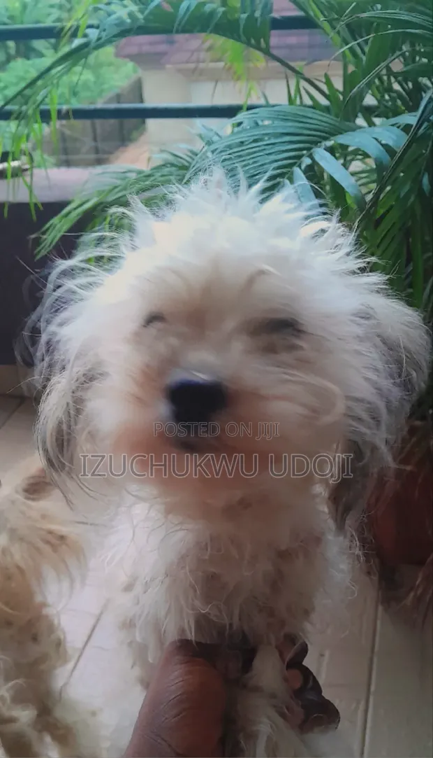 Female Lhasa Apso Puppy (6-12 Months) - 1