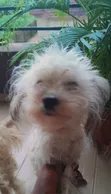 Female Lhasa Apso Puppy (6-12 Months) - 1