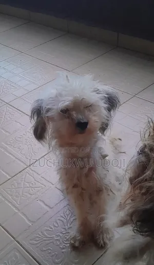 Female Lhasa Apso Puppy (6-12 Months)