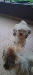 Female Lhasa Apso Puppy (6-12 Months) - 3