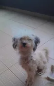 Female Lhasa Apso Puppy (6-12 Months) - 4