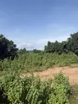 50 Acres Commercial Land for Sale, Anigioro Village, Oyo State - 1