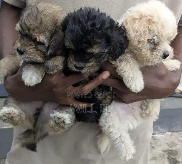Purebred Lhasa Apso Puppy - 1-3 Months Old - 1