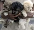 Purebred Lhasa Apso Puppy - 1-3 Months Old - 1