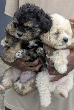 Purebred Lhasa Apso Puppy - 1-3 Months Old