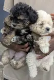 Purebred Lhasa Apso Puppy - 1-3 Months Old - 2