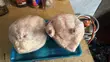 Full Frozen Chicken Boiler - 2