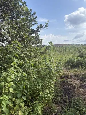 55 Acres Farmland with Mature Cashew Trees in Eruwa, Oyo State